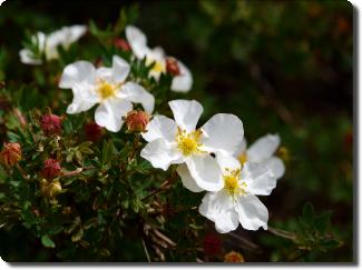 Potentilla