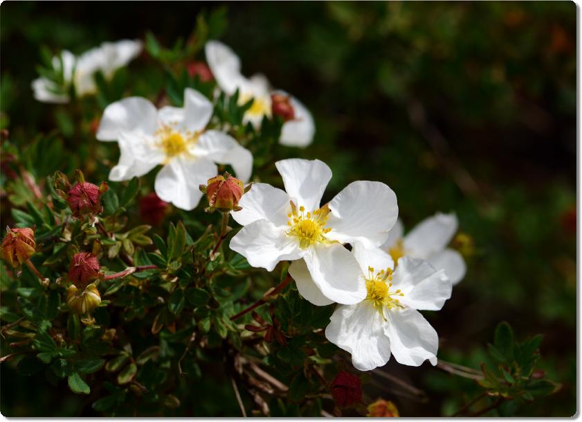 Potentilla