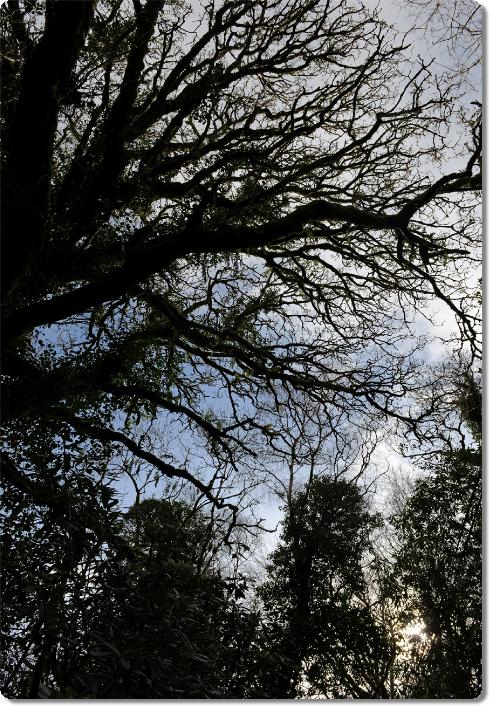 WinterOak