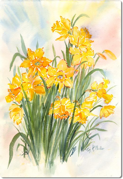 Dafodills5